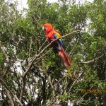 Monte Verde - Colorful Macaw