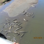 Giant Crocodiles in Tarcoles river
