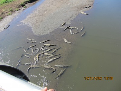 Giant Crocodiles in Tarcoles river